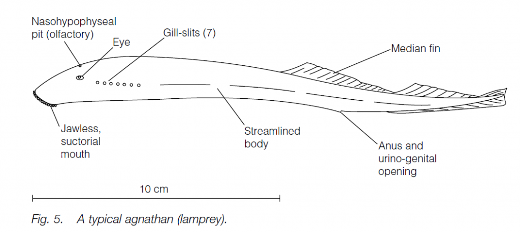 Phylum Chordata - Biology Ease