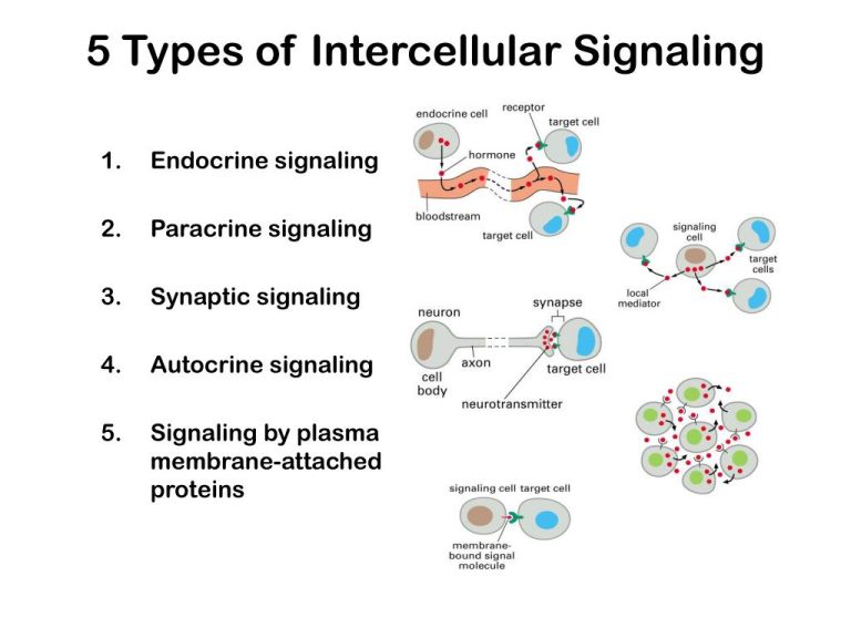 cell-signalling-biology-ease