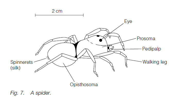 Phylum Arthropoda - Biology Ease