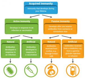 Immunity And Types Of Immune Response Biology Ease