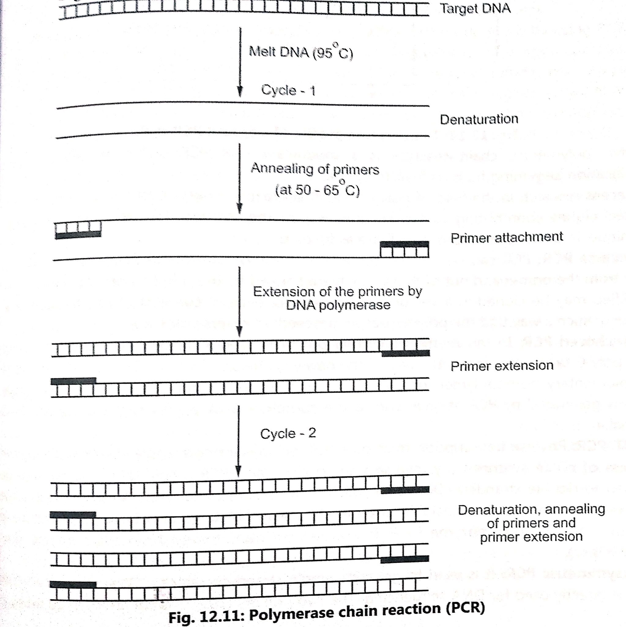 Polymerase Chain Reaction (PCR) - Biology Ease