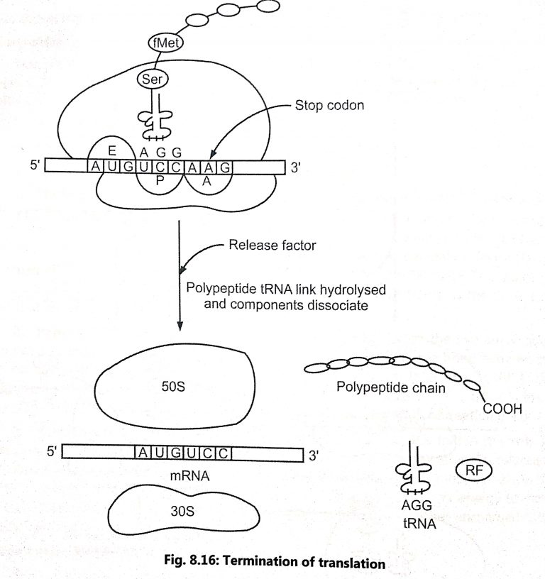 TRANSLATION (PROTEIN SYNTHESIS) - Biology Ease