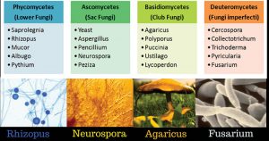 Morphology And Ultrastructure Of Fungi Biology Ease