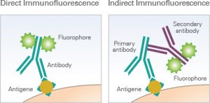 Immunofluorescence Assay