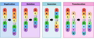 Chromosome structure mutations divided into two parts one is structural and another one is numerical. The structural mutation 