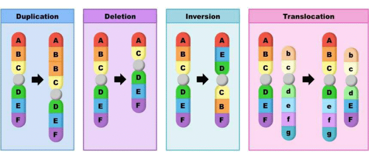 Chromosome structure mutations divided into two parts one is structural and another one is numerical. The structural mutation
