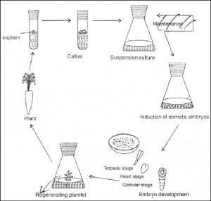 Protocol for Somatic Embryogenesis in Carrot