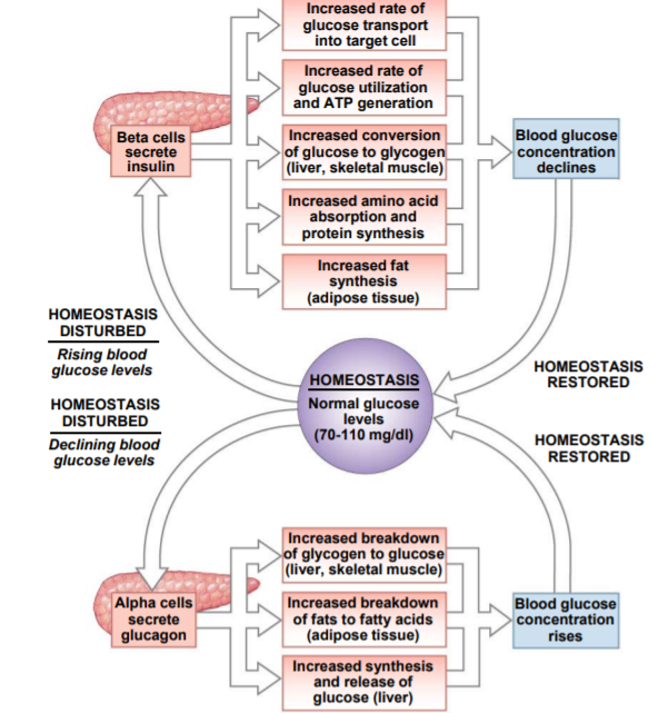 The Pancreas - Biology Ease