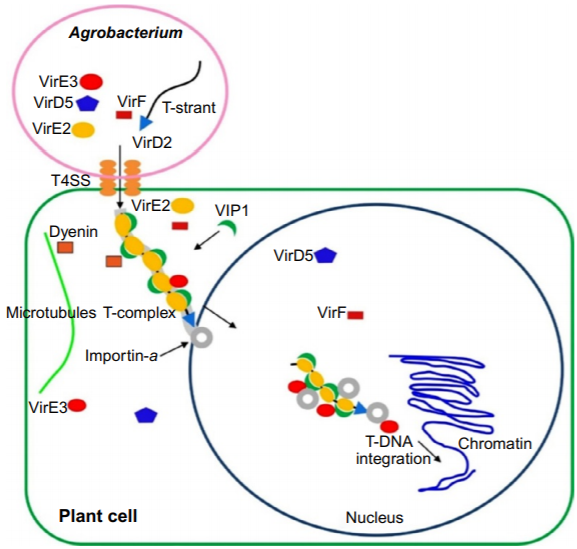Gene Transfer Through Agrobacterium Tumefaciens Biology Ease