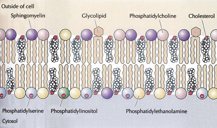 Structure of plasma membrane