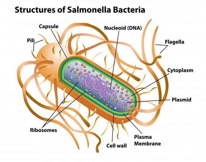 Structure of salmonella