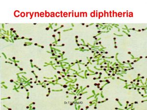 diphtheria corynebacterium diphtheria 4 728