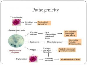 streptococcus pyogens 30 638