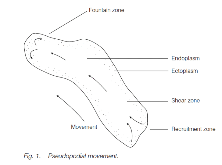 Nonmuscular Movement