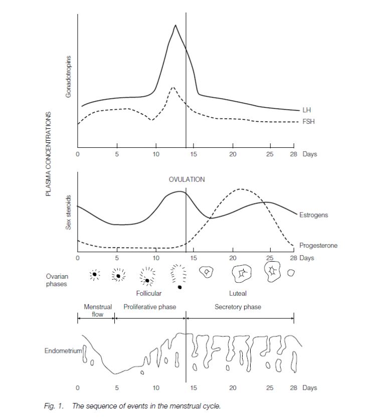 The Menstrual Cycle In Women