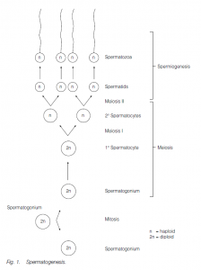 Reproduction,Gametogenesis And Fertilization