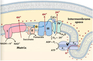 Role of Mitochondria & ETC