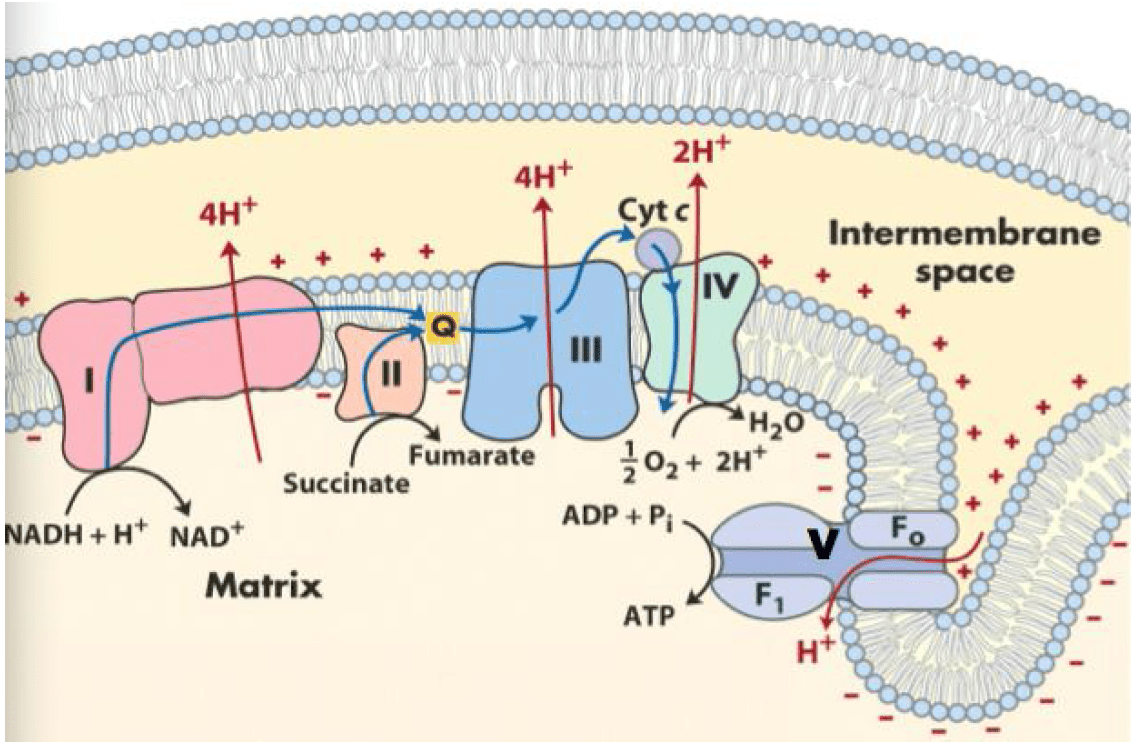 Electron Transport Chain Pathway
