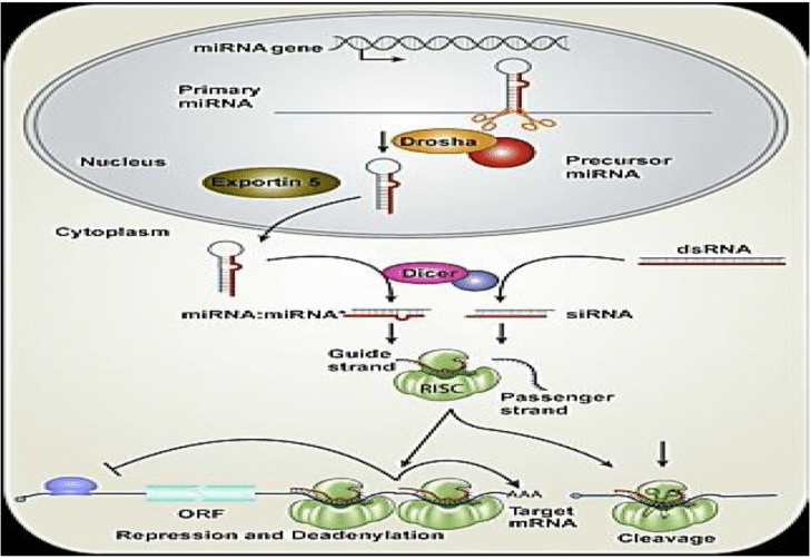 Regulation of  miRNA