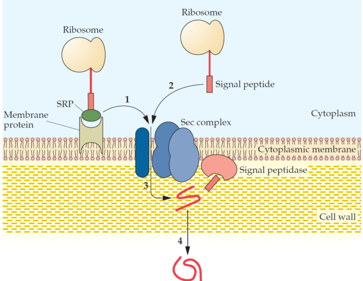 Protein Secretion Pathways