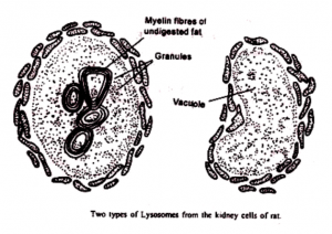 Cell Biology Archives - Biology Ease