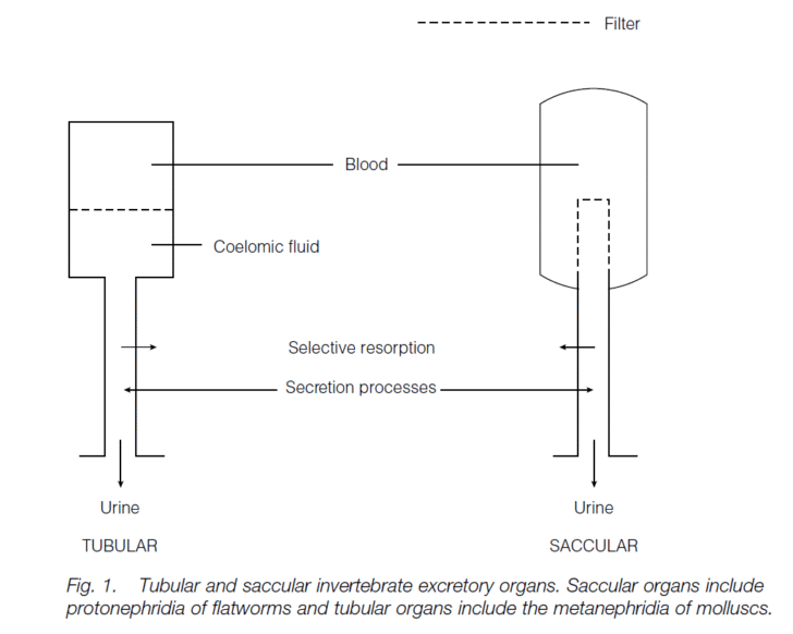 Nitrogenous Excretion