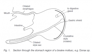 The Gut And Digestion