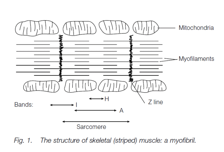 Muscles