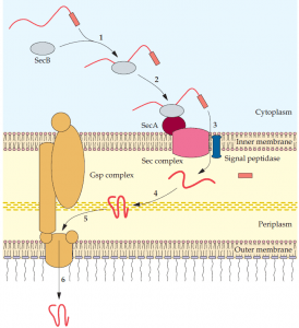 Protein Secretion Pathways