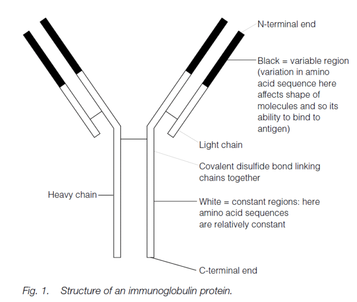 Immune Responses