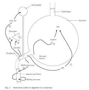 The Gut And Digestion