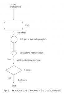 Animal Hormones