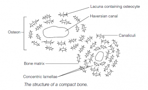 Bone And Connective Tissue In The Vertebrate Skeleton