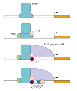 Regulation| mRNA Transcription in Eukaryotes