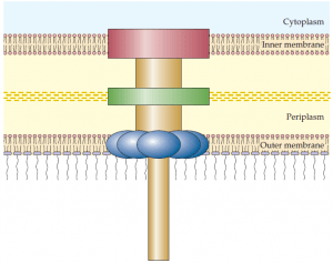 Protein Secretion Pathways