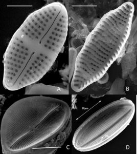 Class: Bacillariophyceae