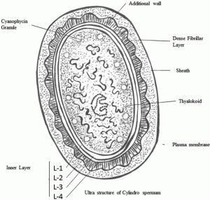 Class: Cyanophyceae