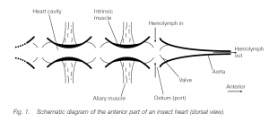 Blood And Circulation