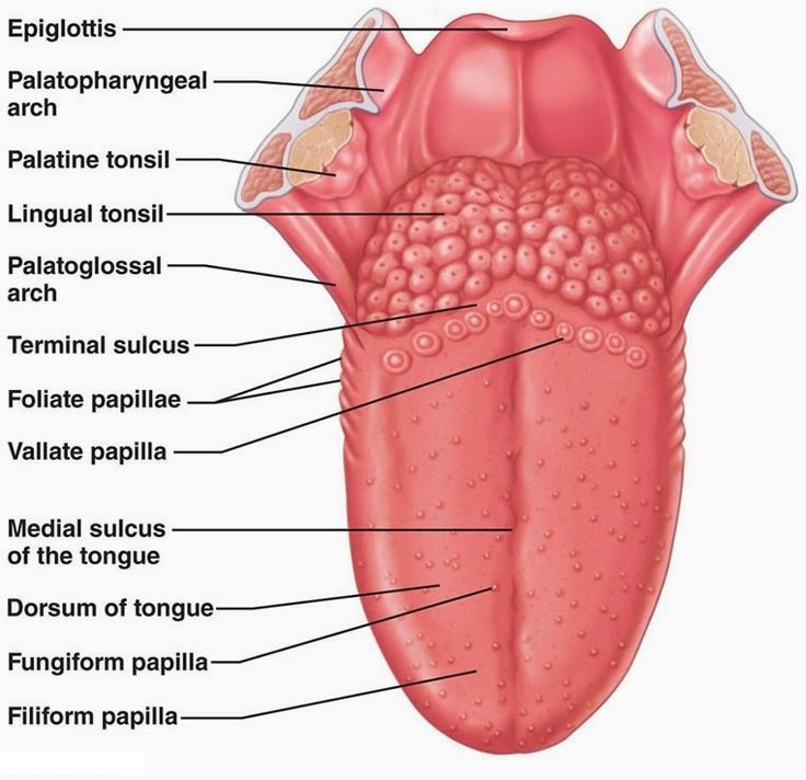 Anatomy of Tongue