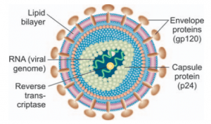 HIV/AIDS: Structure and Properties