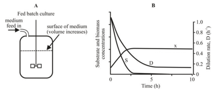 Fermentation Types| Large-scale Production