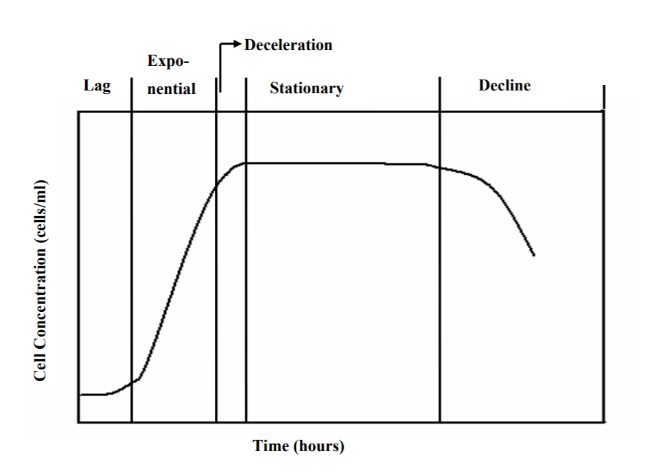 Phases of Culture Growth during Fermentation - Biology Ease