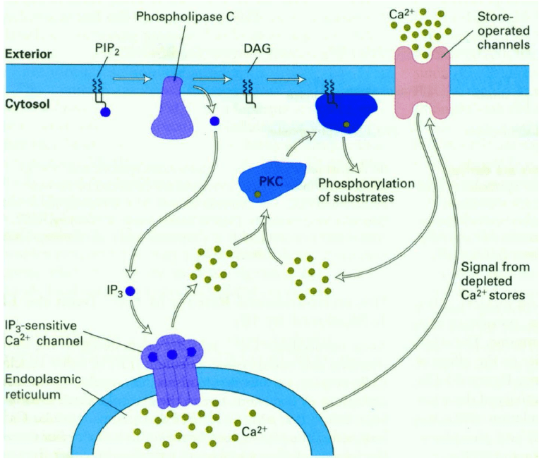 Major pathways of Intracellular Cell Signalling - Biology Ease