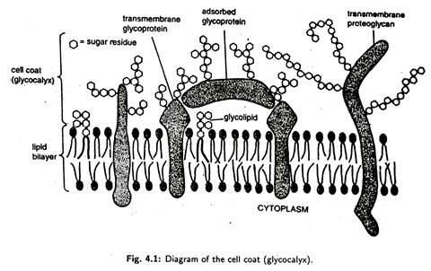 Cell Coat and its function
