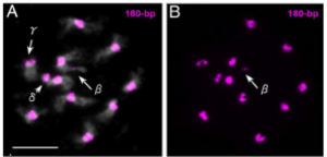 Mini chromosomes