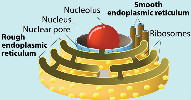 functions-of-endoplasmic-reticulum-biology-ease