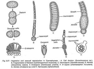 Reproduction in Algae