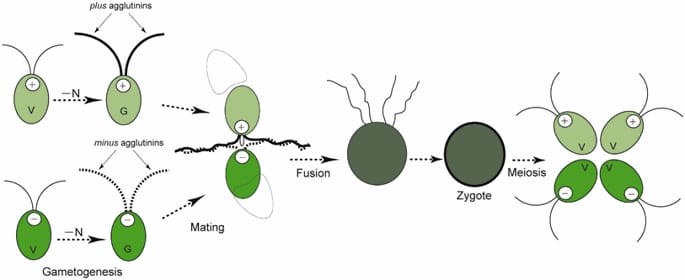 Reproduction In Algae Biology Ease