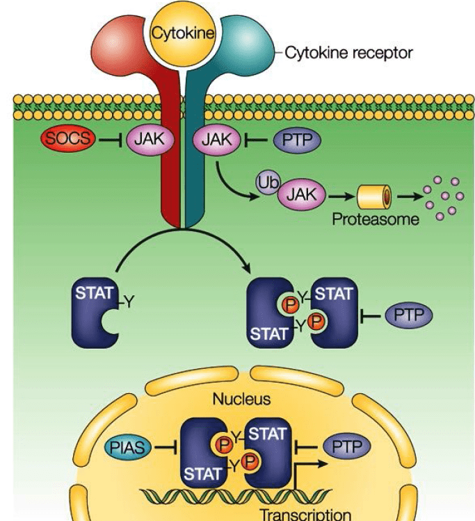 Major Pathways Of Intracellular Cell Signalling Biology Ease