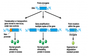 Oncogenes,Proto-Oncogenes and Retroviral Oncogenes